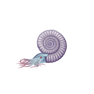 Ammonit