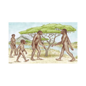 Australopithecinen