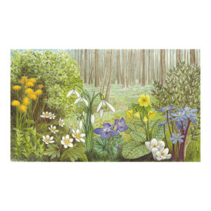 Blumen am Waldrand