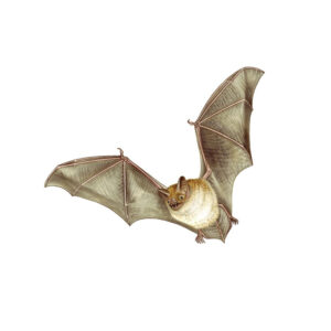 Fledermaus