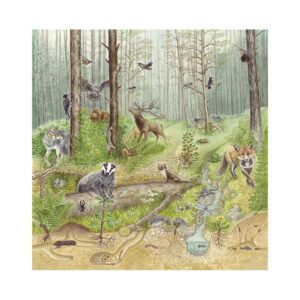 Tiere im Wald